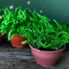 Planta para banheiro