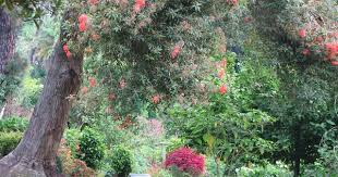 Quinta Do Palheiro Ferreiro Madeira Portugal Paisajes