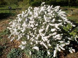 Image result for Eriocephalus