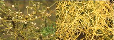 Image result for Prismatocarpus cordifolius