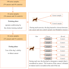 Yes, a dog can survive prostate cancer, if treated properly. Olfactory Detection Of Prostate Cancer By Dogs Sniffing Urine A Step Forward In Early Diagnosis European Urology