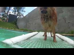 Concept Art Video Games Action Camera 3d Graphics 2d Graphics Animation Photography Video Flash Tutorials Usability Dog Pool Ramp Dog Pool Dog Ramp