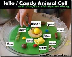 See full list on mrsec.psu.edu Super Cute Edible Jello Cell Model Project For Kids