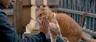 Résultat de recherche d'images pour "a streetcar named bob"