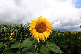 Sweet creature (harry styles 2017) harry styles. Mtv On Twitter Alexa Play Sunflower Vol 6 By Harry Styles Immediately