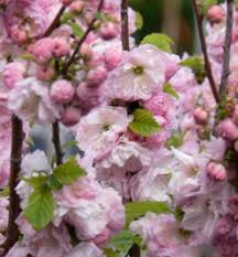 Image result for mandloň trojlaločná