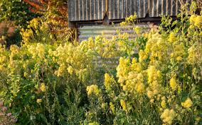 Image result for Satyrium flavum
