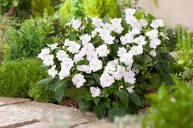 One of the most ubiquitous flowers in the u.s., impatiens is also one of the most shade tolerant. Impatiens A Colourful Solution For Shade Sa Garden And Home