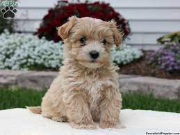 Havanese puppies for sale ca. Corbin Havapoo Puppy For Sale In Christiana Pa Havanese Puppies Havanese Dogs Havapoo Puppies
