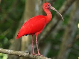 Eudocimus ruber korikori, flamingo, rode ibis (s). Scarlet Ibis Eudocimus Ruber Birds Of The World