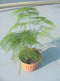 Aquaponic Asparagus Fern Aquaponic