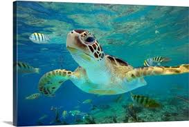 Sea turtle painting, watercolor painting, sea turtle print, sea turtle wall art, beach decor, print, green sea turtle, print titled watercolor turtle print sea life art sea turtle print | etsy. Turtle Wall Art Canvas Prints Turtle Panoramic Photos Posters Photography Wall Art Framed Prints Amp More Great Big Canvas