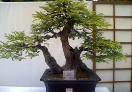 5 Harga Bonsai Asem Termahal Dan Kiat Kiat Mendapatkannya