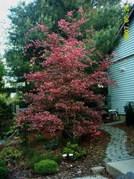 This feature is present in: Tri Colored Beech Tree Trunk Fungus