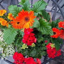 Flowers For The Balcony This Batch Includes Geraniums Gerbera Daisies Marigolds And Alyssum Alyssum Flowers Alyssum Geraniums