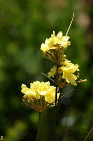 Image result for Montinia caryophyllacea