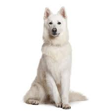 Maybe you would like to learn more about one of these? Pastore Svizzero Bianco Scheda Razza Su Cani It