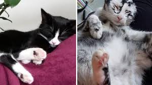 Islam mengajarkan kepada umatnya agar tidak pernah mengeluh dalam hidup dan terus berharap kepada allah. Sakit Vitiligo Kucing Hitam Berubah Warna Menjadi Putih Citizen6 Liputan6 Com