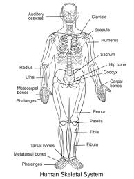 Human Skeletal System Coloring Page From Anatomy Category Select From 24848 Printable Cr Human Skeletal System Skeletal System Printable Human Body Printables