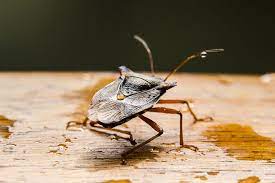 10 plants and herbs that keep bugs away a grande life. Top 9 Ways To Keep Stink Bugs Away The Pest Rangers