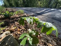 Image result for Podophyllum  peltatum