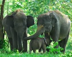 Hewan atau animal memang seru untuk diceritakan, apa lagi yang lucu dan unik. Contoh Descriptive Text Animal Tentang Hewan Gajah Dalam Bahasa Inggris Beserta Artinya