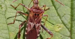 Image result for Lepidagathis eriocephala