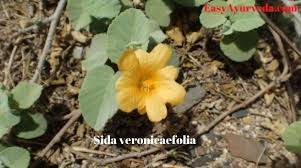 Image result for Sida veronicifolia