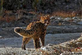 Vahsi Kediler Mermer Kedisi Kedi Nadide Hayvanlar Hayvanlar