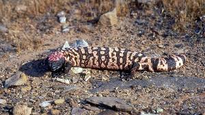 Po box 1093 globe, az 85502 phone number: Gila Monster Officially Named Utah S State Reptile Kutv