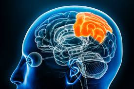 Image result for Parietal Lobe