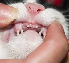 How to calculate cat age. How To Calculate Your Cat S Age By Its Teeth Pet Az