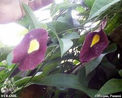 Image result for Aristolochia odoratissima L.