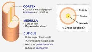 Image result for hair shaft diagram