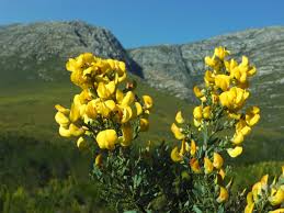 Image result for Salacia leptoclada