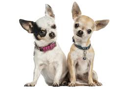 The arizona humane society's adoption locations remain closed as the shelter continues to heal and rehabilitate pets coming in but its virtual matchmaking interested adopters can view available pets, like king, and schedule an appointment online at azhumane.org/adopt. Chihuahua Puppies For Sale In Phoenix Arizona Adoptapet Com