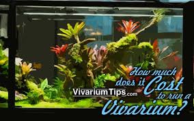 How Much Does A Vivarium Cost To Run Cost Expenses Vivariumtips In 2020 Saltwater Tank Vivarium Aquarium