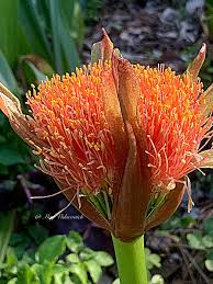 Image result for Scadoxus puniceus