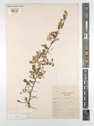 Image result for Gymnosporia maranguensis