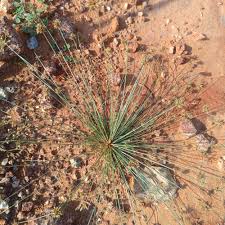 Image result for Bulbostylis trabeculata