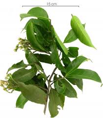 Image result for Maranthes