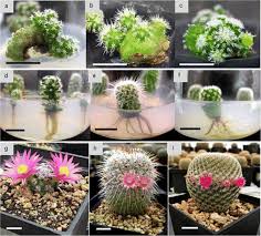 Epiphyllum anguliger, commonly known as the fishbone cactus. In Vitro Propagation Of Endangered Mammillaria Genus Cactaceae Species And Genetic Stability Assessment Using Ssr Markers Springerlink