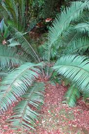 Image result for Encephalartos villosus
