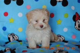 We did not find results for: 4 Akc Reg Havanese Puppies 10 Weeks Old For Sale In Foley Minnesota Classified Americanlisted Com