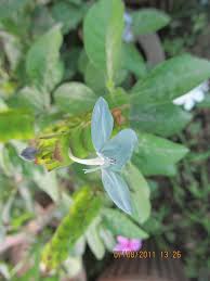 Image result for Ecbolium