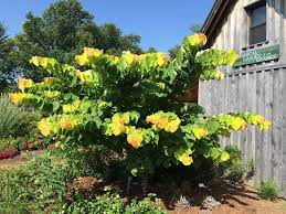The sunrise problem can be expressed as follows: Cercis Canadensis Rising Sun Redbud