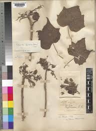 Image result for Sterculia africana