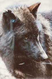 Gray Wolf Wolf Hayvanlar Kurt