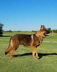 Fancy Ayers Legends Straight Backed German Shepherds German Shepherd Animals Dogs
