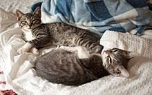 My cats are indoor cats. Kitten Wikipedia